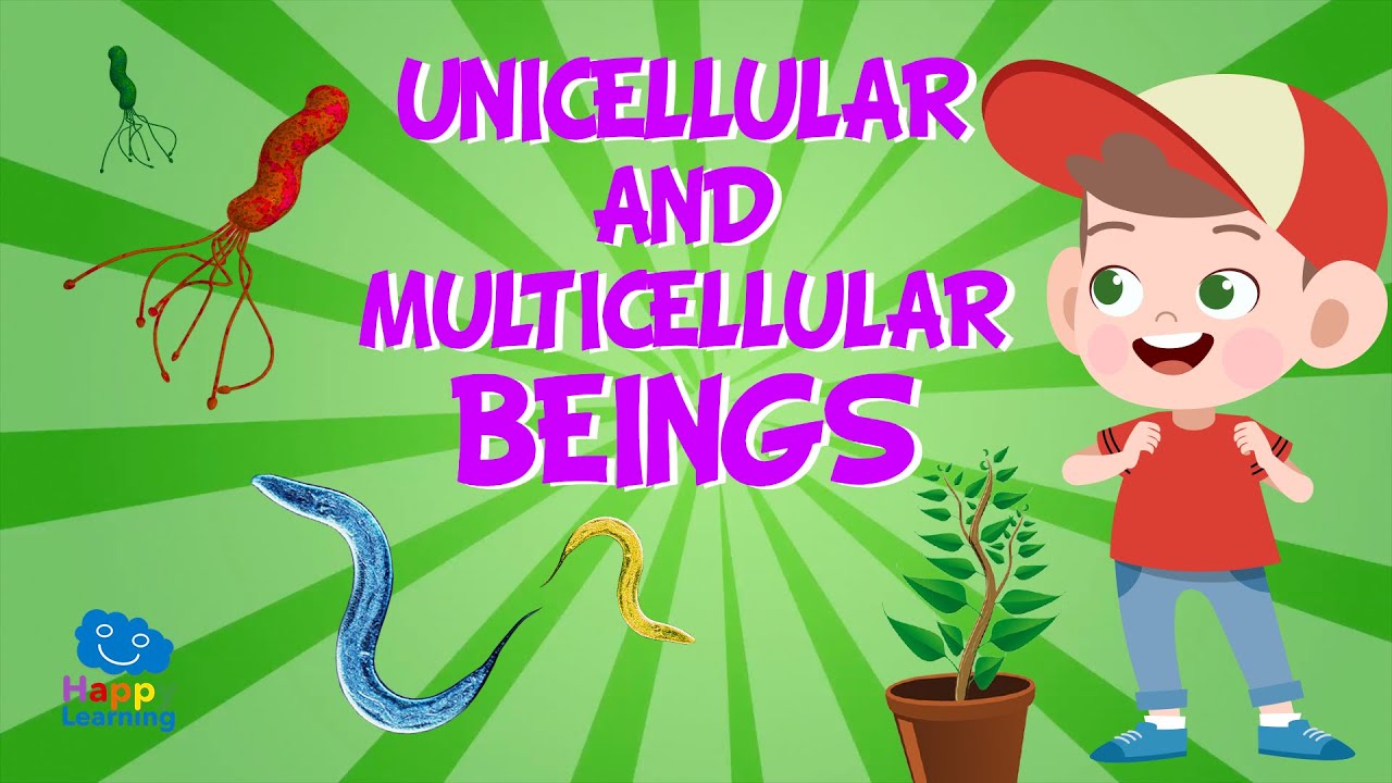Unicellular and Multicellular beings 🧬🧫 | Educational Videos For Kids -  YouTube