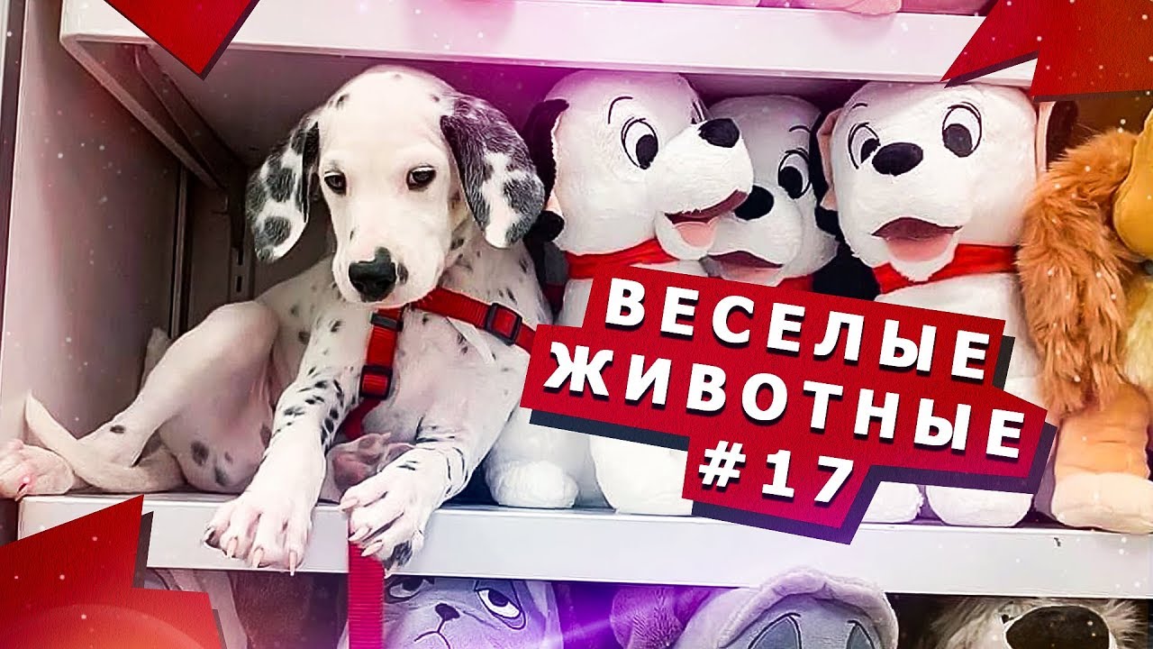 Смешные видео с животными #17 Fun video with animals #17