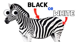 Are zebras black with white stripes or white with black stripes? #shorts