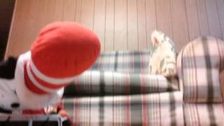 toad goes insane