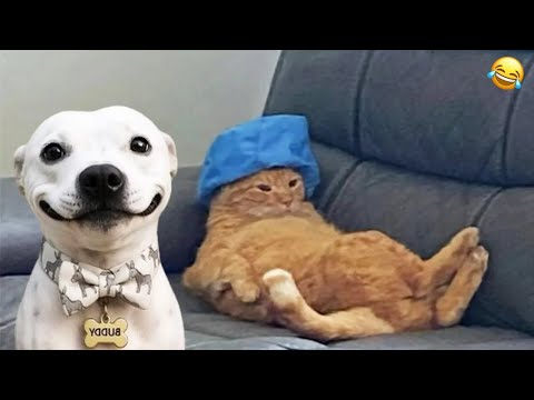 🐾FUNNIEST CATS AND DOGS 2026 🐾 3 Hours of HILARIOUS Animals
