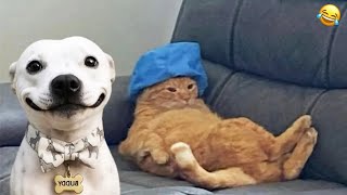 🐾FUNNIEST CATS AND DOGS 2026 🐾 3 Hours of HILARIOUS Animals