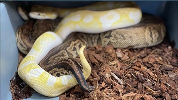 Ball Python Breeding Update: Locks and Pairings for 2022 Season