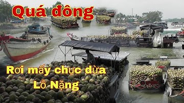 Hàng trăm ghe chở dừa chen nhau vượt cống va chạm nhau làm rơi 5.6 chục dừa xuống sông