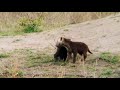 Spotted hyena Cubs, they&#39;re playing in the greater kruger game reserves