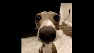 Pets Gooo Tradinggrinding Lets Gooooooooooooooooo