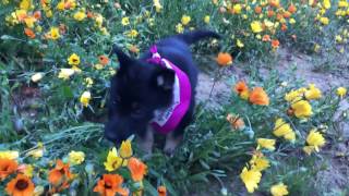 German Shepherd Pup Sees Flowers for the First Time March 3, 2017