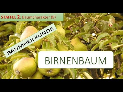 Video: Birnbaumfruchtverdünnung - Wann und wie man Birnenfrucht verdünnt