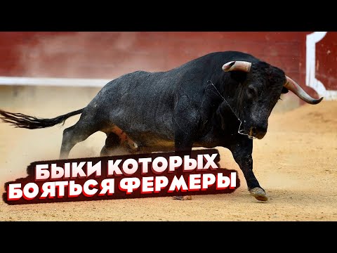 Самые разъяренные домашние быки в деле!