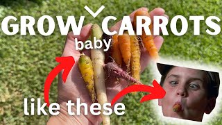 If you want to Grow Baby Carrots, watch This !