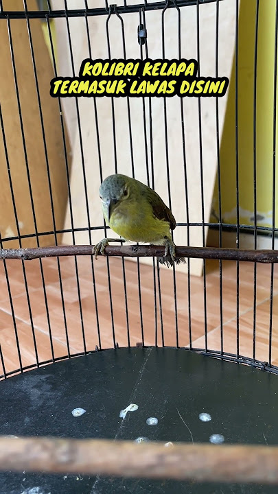 2 Burung Korlap Kolibri Kelapa di Qinara Banyuwangi #burung #kicaumania #qinarabanyuwangi