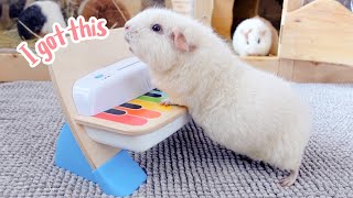 What Happens If I Teach My Guinea Pigs the Piano