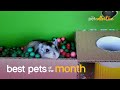 Best Pets of the Month (January 2021) | The Pet Collective