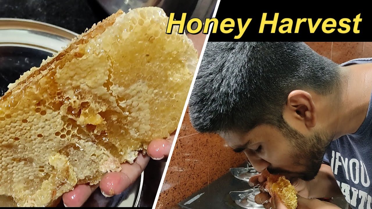 Honeny bee in terrace garden Harvesting Honey From How to
