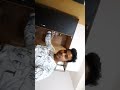 room Tour near Manipal University jaipur engineering student