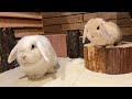 Japan’s Rabbit Cafe Tour! Cute Bunnies and Exquisite Sweets Melted My Heart🐰🧁