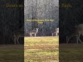 Deers at Eisenhower State Park - pt2 #america #usa #happylife #wildlife #travel #eisenhower #texas