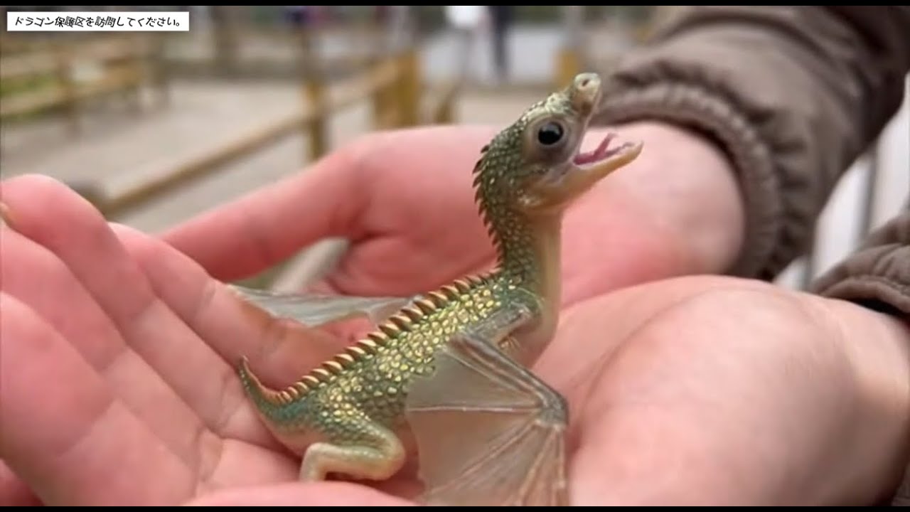 私はドラゴン保護センターを訪れました。日本で最も恐ろしい動物園です。#3