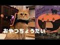 【ハロウィン】犬猫たち仮装にチャレンジ。ご褒美はみんな大好きなアレです！「The life with dogs and cats」