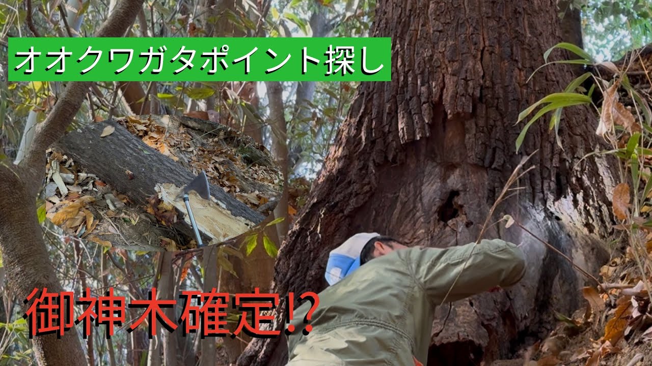 【必見】御神木確定⁉︎オオクワガタポイント探し