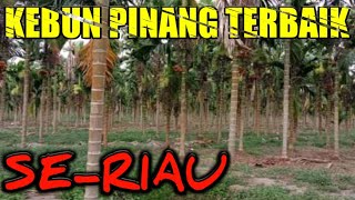 KEBUN PINANG BETARA