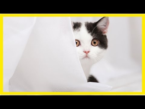 Video: Wie Man Ein Kätzchen Davon Abhält, Vorhänge Zu Klettern
