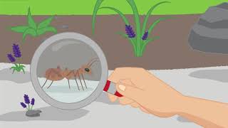 Magnifier Lens