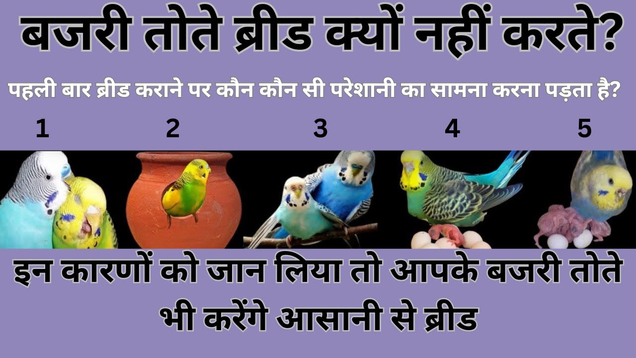 Bajri Tote Breed Kyu Nhi Karte Bajri Toto Sy Phle Bar Breed Kaise Ly