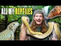 Reptile Room TOUR! Snakes, Lizards, Tortoises!
