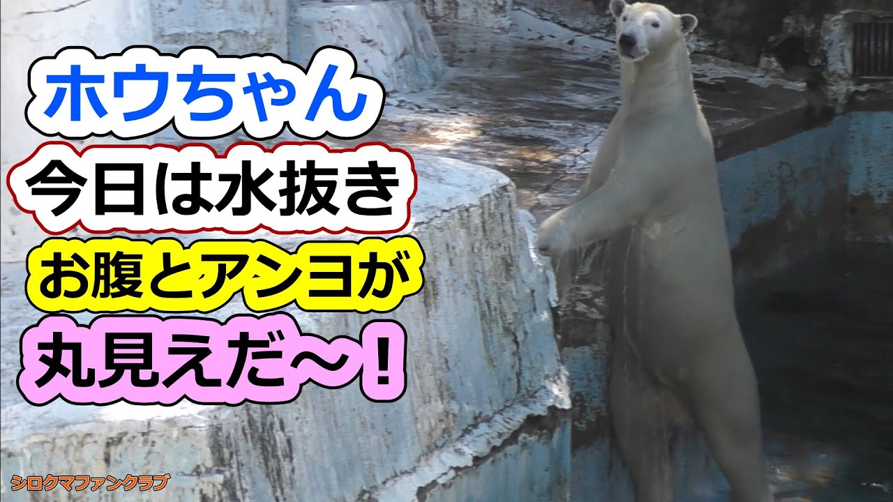 Хоу-тян сегодня пьёт воду 💗 Его живот и лодыжка полностью видны! [Tennoji Zoo]