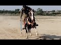 Nazabazi practice with mubasher tiwana beautifulhorses horses mithatiwana punjab youtubeshorts