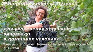 Повышение процента проращивания черенков-рацпредложение (Пузенко)