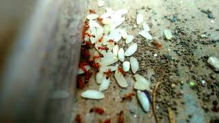 Time lapse of  ants 🐜....//shoot in oppo a37//2019//