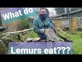 Ring tailed lemur nutrition - homeschooling ks1 / ks2 with Beau-Jensen at Hanwell Zoo