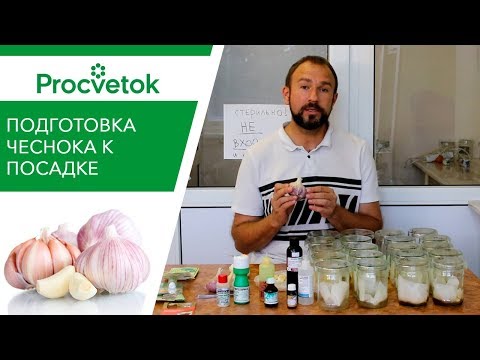 Посадка чеснока осенью (под зиму). Правильная обработка семян чеснока - залог высокого урожая.