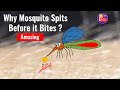 Mechanism of a Mosquito Bite - Satisfying Video | How it works ?
