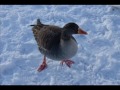 Ducks &amp; Swans on Ice