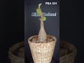 AHEAD Thailand Pachypodium Baronii Code: PBA001 a Rare Endemic species from Madagascar #pachypodium