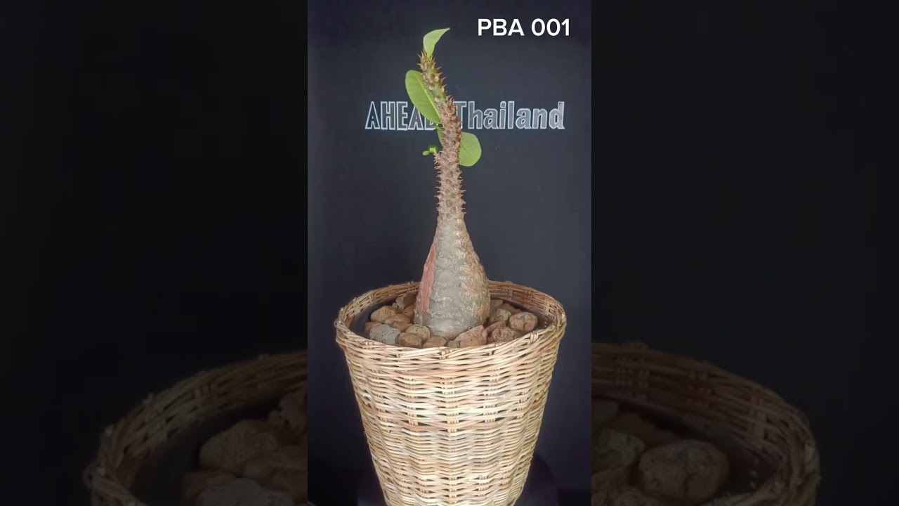AHEAD Thailand Pachypodium Baronii Code: PBA001 a Rare Endemic species from Madagascar 
