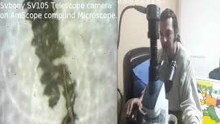 Double Focal reducer + Svbony SV105 telescope camera on @amscopemicroscopes Microscope