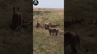 Every Corner of the World 🌎🦁Wildlife Documentary 🔥🐯 #Wildlife#WildAnimals#NatureDocumentary#Animal