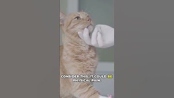 ⚠️ Aggressive Cat It Might Be Pain!#shorts