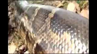 khmer move Clip Chao Pous Keng Korng Khmer Movie