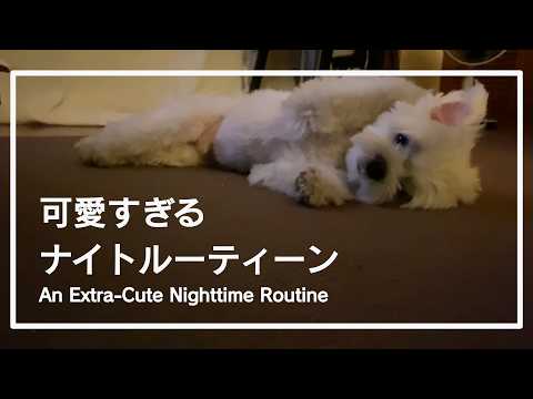 rintaro_malteseのチャンネル画像