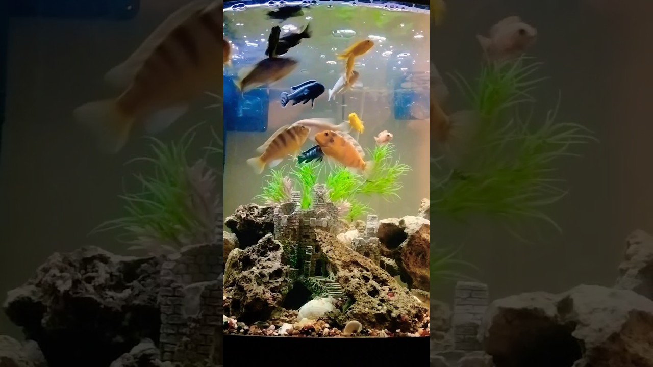 Feeding my cichlids YouTube