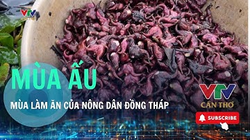 Sinh kế trên những cánh đồng mùa nước nổi | VTV CẦN THƠ