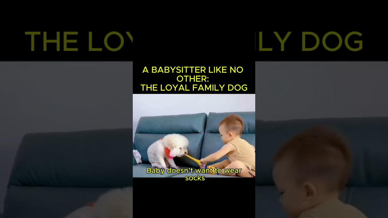 Dog is the Best Babysitter! 🐶❤️👶