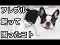 【フレブルを飼う前に見て】フレンチブルドッグと暮らして困ったこと５選