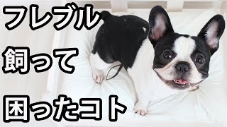 【フレブルを飼う前に見て】フレンチブルドッグと暮らして困ったこと５選