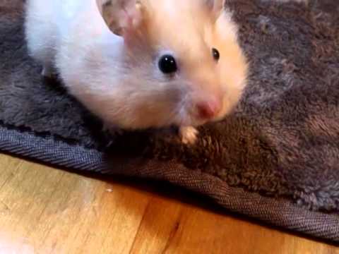 ロングヘアーハムスターのふわぴん。 - HqDefault